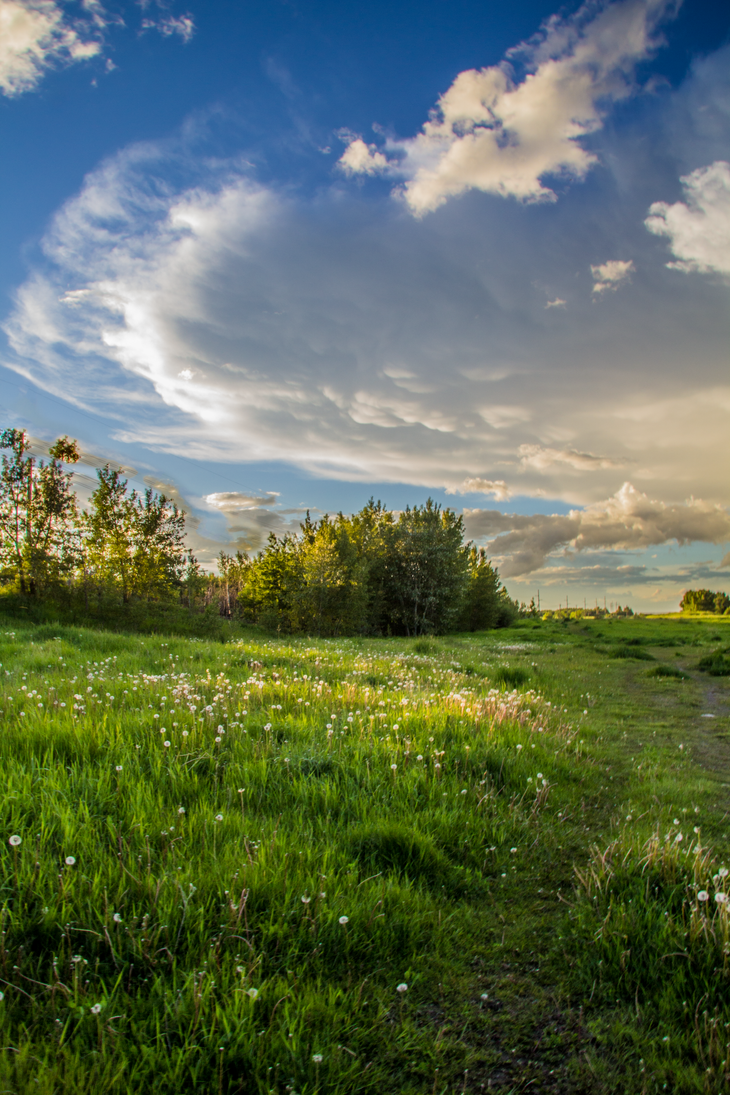 Path by oddmountain