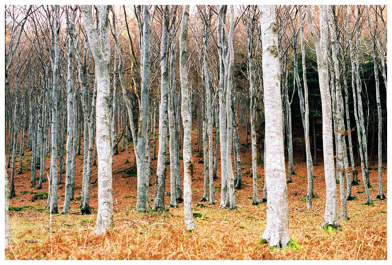 Autumn, Ireland