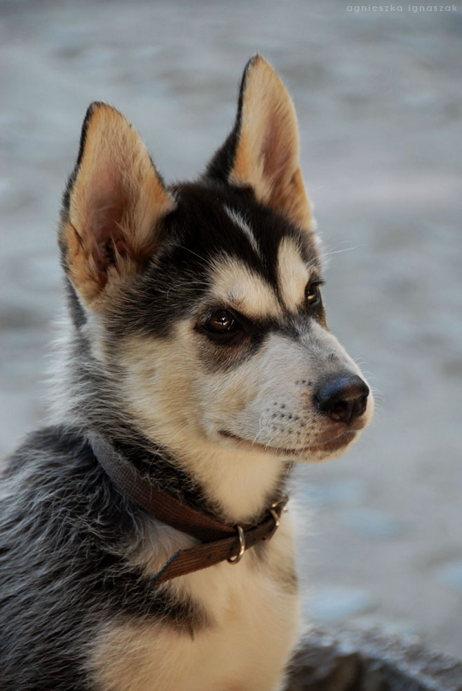 husky puppy