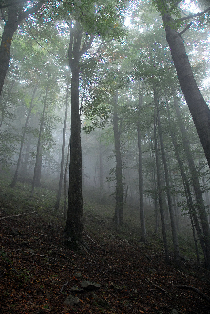 mist at mountains