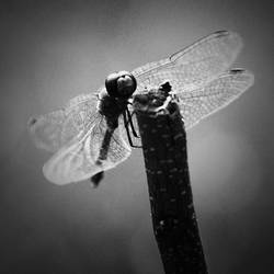 dragonfly