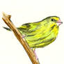 Green Finch