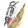 Great Spotted Woodpecker