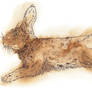 Hare