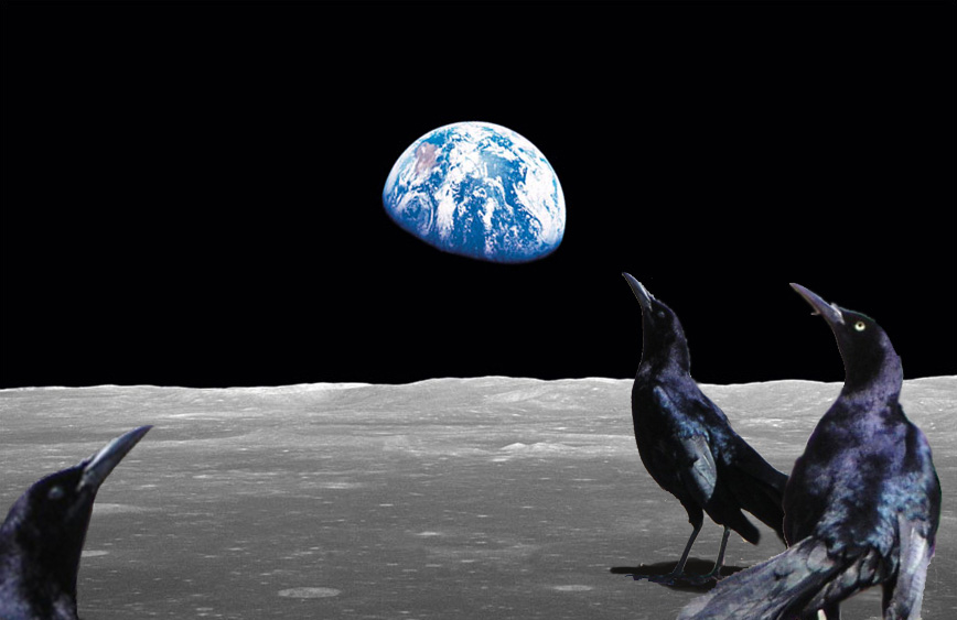 Lunar Grackles Observing Earth