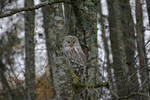 Ural Owl by Aurelia18