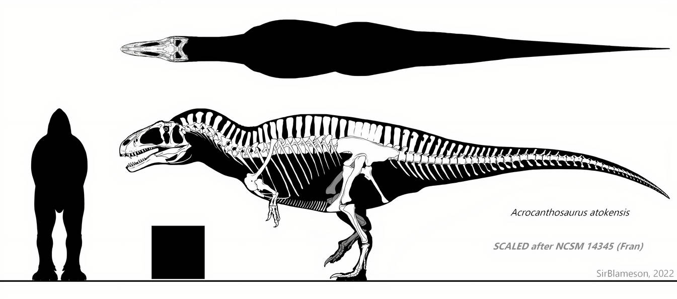 Acrocanthosaurus Atokensis Skeletal By SirBlameson On DeviantArt acrocanthosaurus-atokensis-skeletal-by-sirblameson-on-deviantart