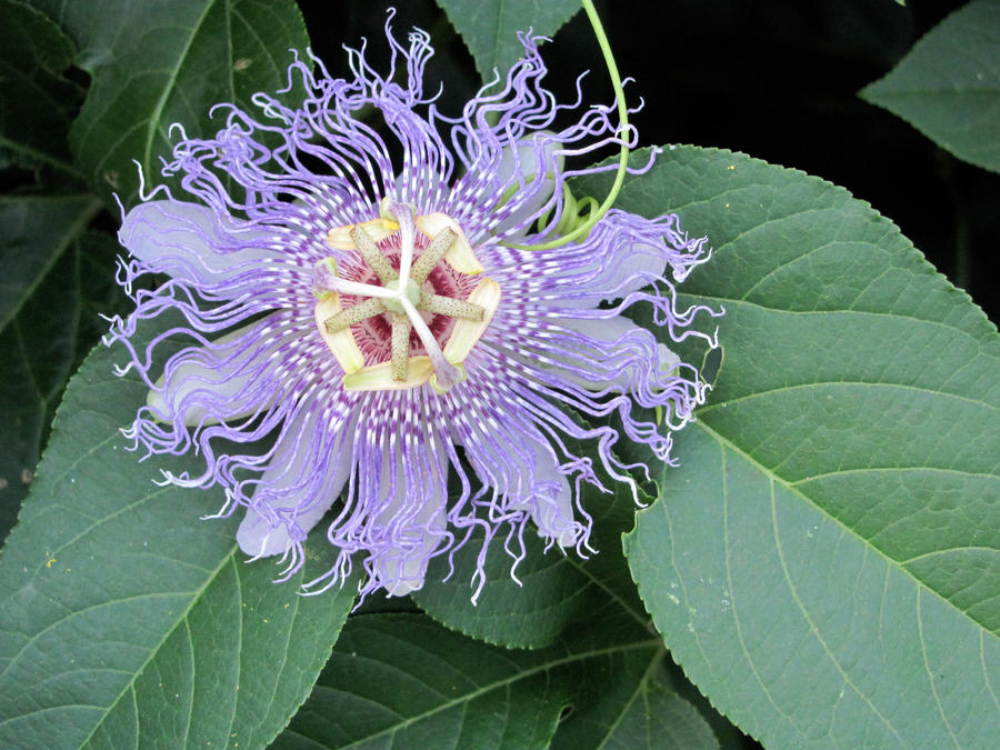 Passion Flower