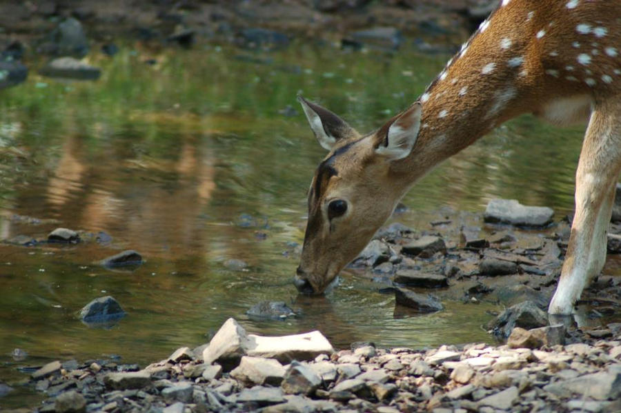 Spotted Deer