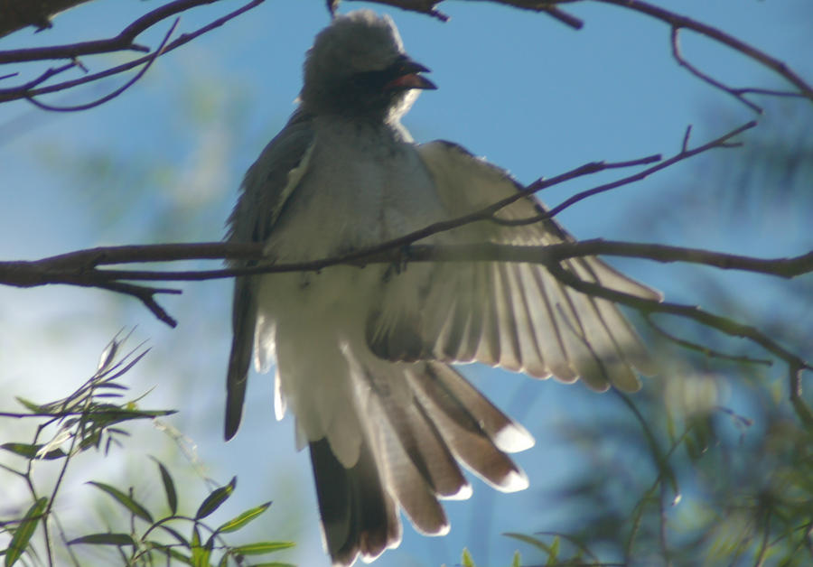 fluffy bird is fluffy