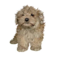 FREE Puppy png stock