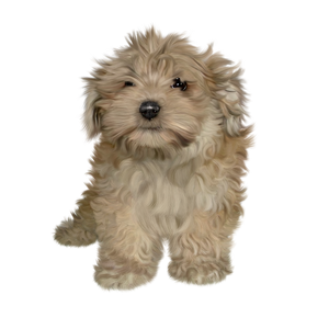 FREE Puppy png stock