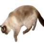 Colourpoint FREE png cat stock