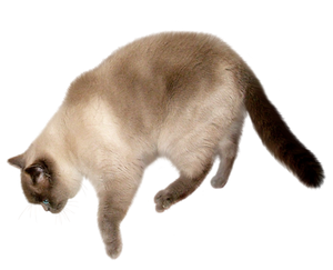 Colourpoint FREE png cat stock