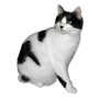 Black and white cat FREE png stock