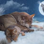 Wolves-rest-a-while-