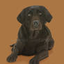 Chocolate Labrador Retriever