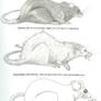 Human interpretation of rats