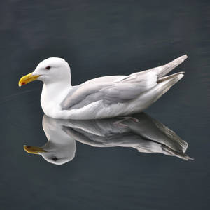 seagull_0810