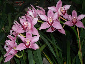 pink orchid