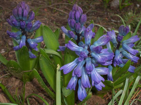 Hyacinths