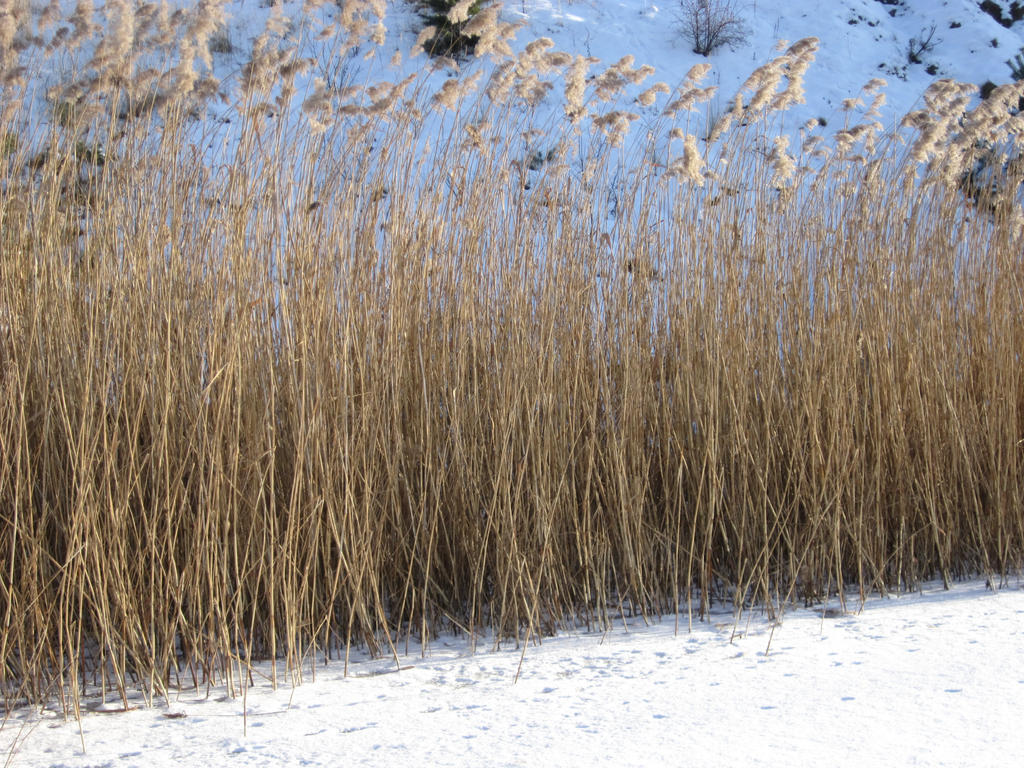Water reed by laluna19 on DeviantArt
