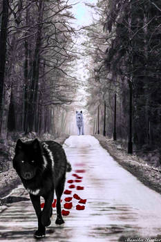 The Black and White Wolf. Photomanipulation.