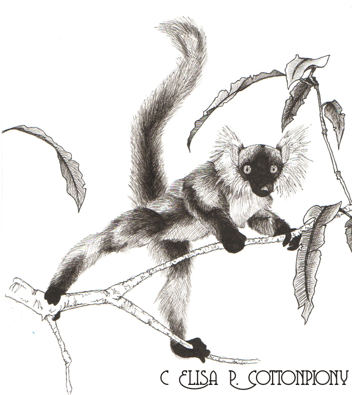 Ruffed Lemur