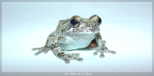 Gray treefrog