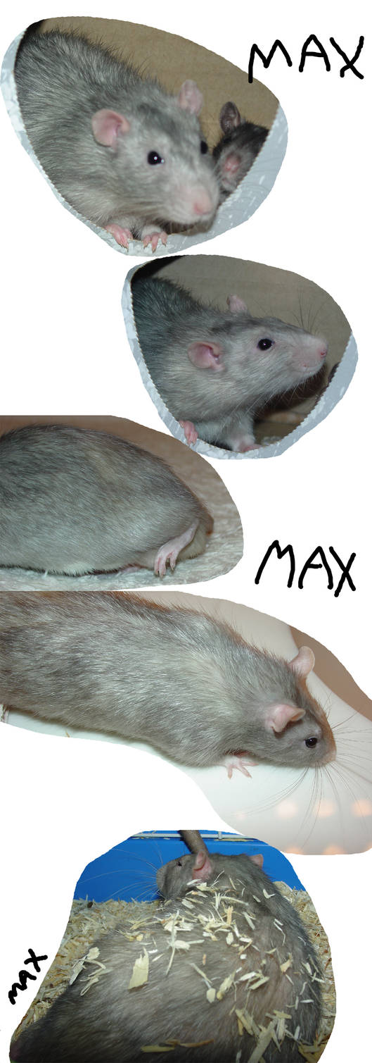 Max the rat by cottonpony on DeviantArt