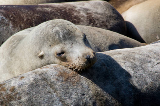 Seal at Fisherman's wharf