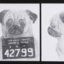 pug mug shot