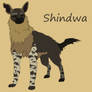Shindwa the Brown Hyena