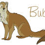 Bubu the Yellow Mongoose