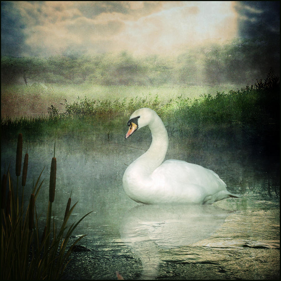 The Silver Swan