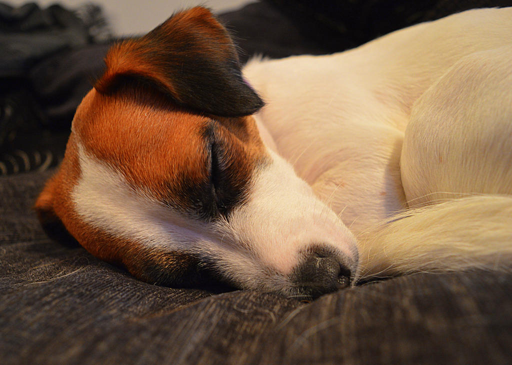 Sleepy Pup by JimmySherwood on DeviantArt