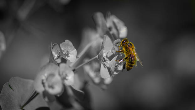 Lonely Wee Honeybee