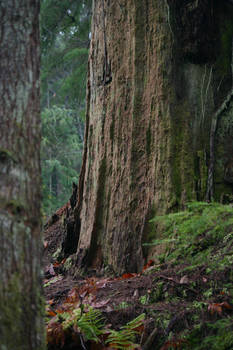 Old growth Forest Stock 5