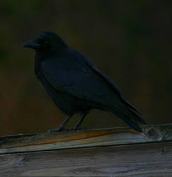 crow stock 2