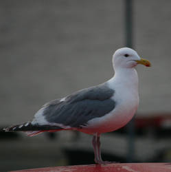 gull stock 4