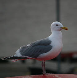 gull stock 4