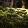 Moss stock 6