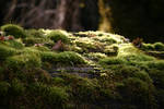 Moss stock 6 by rustymermaid-stock