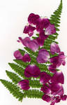scanned plant stock 2 by rustymermaid-stock