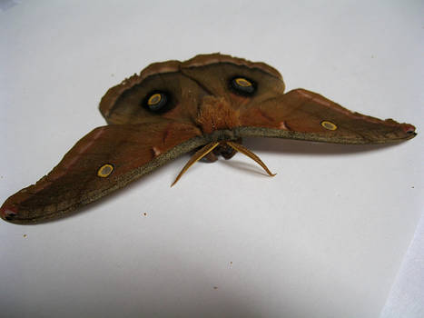 moth stock 2