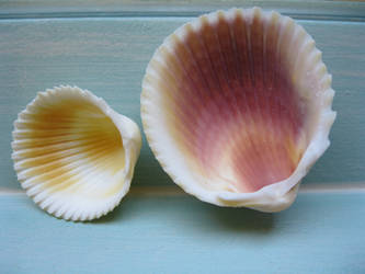 cockle shell stock