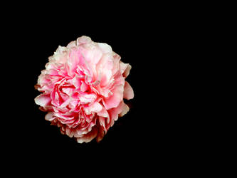 Peony in the dark