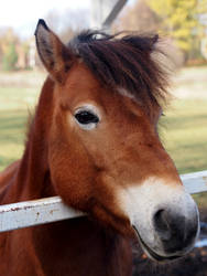 Brown Beauty