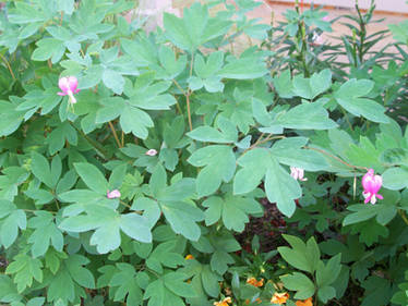 More Bleeding Hearts