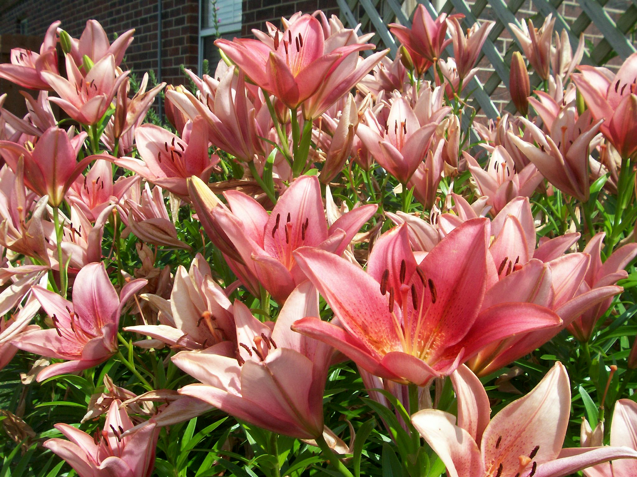 Oh My, the Lily Invasion has Begun!